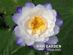 บัวยักษ์ออสเตรเลีย | Australian Waterlily