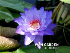 บัวสวยงาม บัวยักษ์ออสเตรเลีย | Gigantea Waterlily