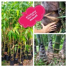 ต้นไผ่จีนยักษ์ ชุดละ 1ต้นส่งฟรี | เมล็ดพันธุ์การเกษตร - สีชมพู ขอนแก่น