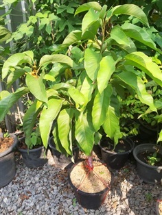 จำปาอินโดแคระ - Michelia champaca dwarf  (กทม)  