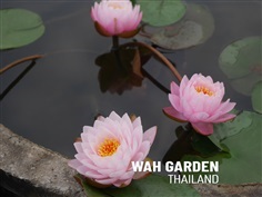 บัวฝรั่ง | Hardy Waterlily