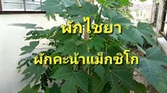 ท่อนพันธุ์ต้นผงชูรส, คะน้าแม็กซิโก,ไชยา,ชายา