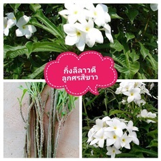 กิ่งลีลาวดีลูกศรสีขาว ชุดละ10กิ่ง ค่าส่งฟรี | เมล็ดพันธุ์การเกษตร - สีชมพู ขอนแก่น