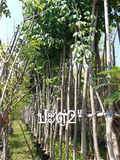 ประดู่ | สวนจุฑามาศ -  ปราจีนบุรี