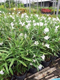 ฟ้าประทานพรสีขาว - Ruellia (กทม)      190฿