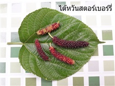 หม่อนไต้หวันสตอร์เบอร์รี่