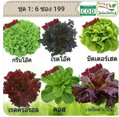 เมล็ดผักยอดนิยม 6 ชนิดแบบเก็บเงินปลายทาง