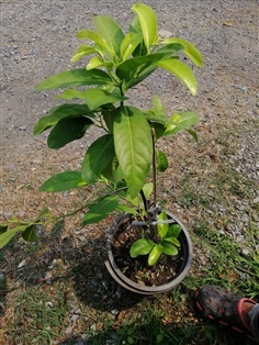 พลับช็อกโกแลต black sapote | สวน วิชาญ - ภาชี พระนครศรีอยุธยา