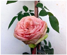 Semi Piano rose