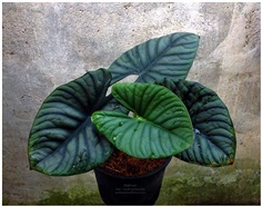 Alocasia  nebula