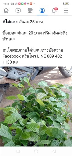 ไม้แดง | Drenglish Garden มหาสารคาม - กันทรวิชัย มหาสารคาม