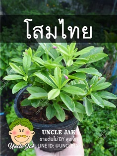 ต้นโสมไทย (โสมคน ,โสมกินใบ) พร้อมปลูก  | Uncle Jak   - หนองแขม กรุงเทพมหานคร