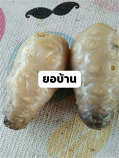 เมล็ด ยอ
