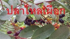 เมล็ด ปลาไหลเผือก | โบตั๋นพันธุ์ไม้ - เมืองนครศรีธรรมราช นครศรีธรรมราช