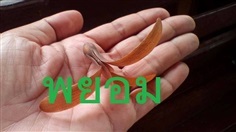 เมล็ด พะยอม (ตัดปีก)