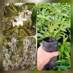 ต้นกล้าผักติ้วขาว ชุดละ4ต้นส่งฟรี | เมล็ดพันธุ์การเกษตร - สีชมพู ขอนแก่น