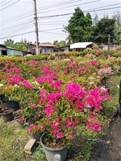 เฟื่องฟ้าตอ เสียบยอด | ร้านใบไม้1973 - วังน้อย พระนครศรีอยุธยา