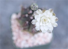 ยิมโนผิวเขียวอมน้ำตาล ดอกขาว กระบองเพชร แคกตัส ต้นไม้มงคล 