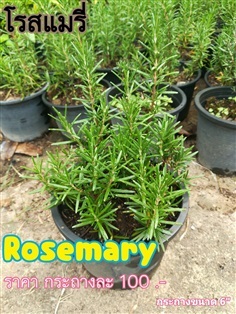 โรสแมรี่ (Rosemary)