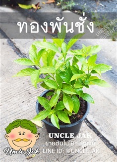 ทองพันชั่ง (หญ้ามันไก่ ทองคันชั่ง) มีราก พร้อมปลูก 