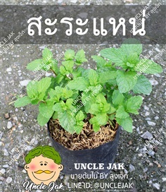 ต้นสะระแหน่ ผักสวนครัว มีรากพร้อมปลูก | Uncle Jak   - หนองแขม กรุงเทพมหานคร