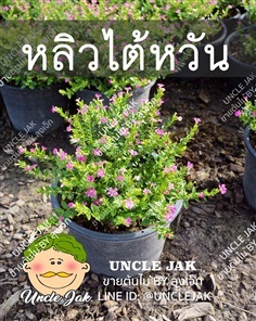 หลิวไต้หวัน ต้นหลิวไต้หวัน สีชมพู กระถาง5-6นิ้ว พร้อมปลูก | Uncle Jak   - หนองแขม กรุงเทพมหานคร