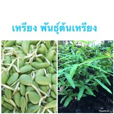 เหรียง ส่งเก็บเงินปลายทาง