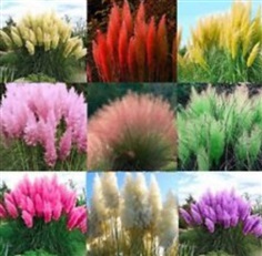 เมล็ดพันธุ์หญ้าภูเขา (Pampas grass) คละสี 