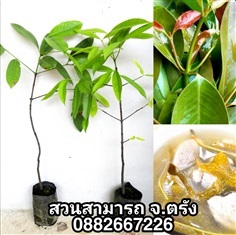 ชะมวง -ใต้แท้เปรี้ยวปรี๊ด