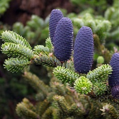 เมล็ดพันธุ์สนเกาหลี (Abies koreana)