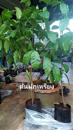 ต้นผักเหลียง ผักเหรียง #ผักเหมียง #ผักเหลียง #ผักเขลียง | โบตั๋นพันธุ์ไม้ - เมืองนครศรีธรรมราช นครศรีธรรมราช