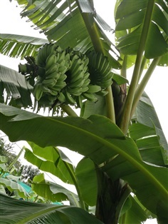หน่อกล้วยหิน | น้าสมชาย - บางกรวย นนทบุรี