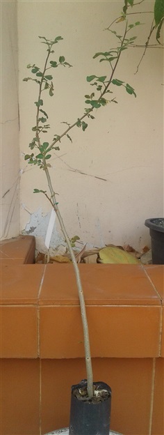 กำยาน Commiphora Stocksiana