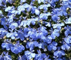 เมล็ดพันธุ์โลบิเลีย (Lobelia - Fountain Blue)