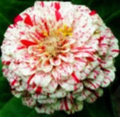 เมล็ดพันธุ์บานชื่น (Zinnia - Peppermint Stick)