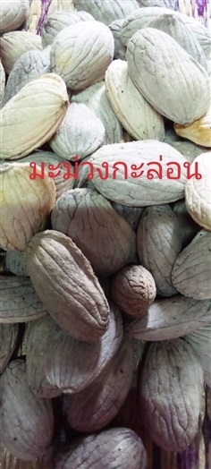 ขายเมล็ดพร้อมเพาะมะม่วงกะล่อน มะม่วงยัดโบก