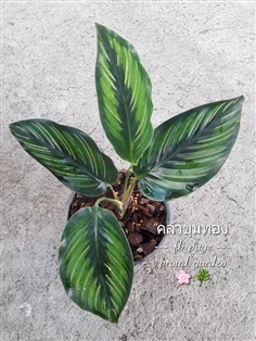 ขายคล้าบิวตี้สตาร์ "Calathea beauty star" ลายใบสวย