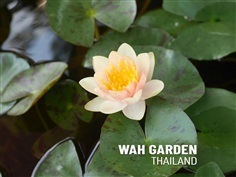 บัวฝรั่งขนาดเล็กสีส้ม 'คริสเซนทรา' | วากระถางซิเมนต์ปูนเปลือย - บางน้ำเปรี้ยว ฉะเชิงเทรา