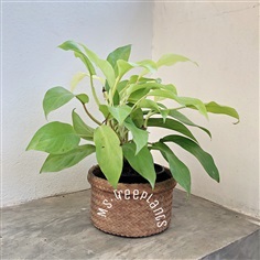 ฟิโลทอง ฟิโลเดนดรอนสีทอง | Ms.treeplants - บางกรวย นนทบุรี