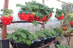 จำหน่ายต้นพันธุ์สตรอเบอร์รี่ พันธุ์พระราชทาน ๘๐  | Y&P Strawberry Farm - บ้านแพง นครพนม