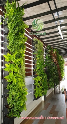 สวนแนวตั้งiGreenwall