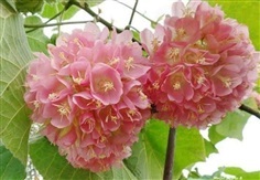 #พุดตาลญี่ปุ่น ออกดอกเป็นช่อสีชมพู มีกลิ่นหอมอ่อน