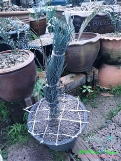 Cycas cairnsiana blue leaf (original) Electric blue