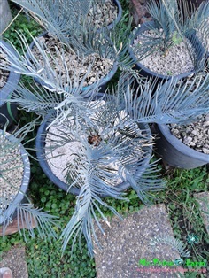 Cycas cairnsiana blue leaf (original) Electric blue