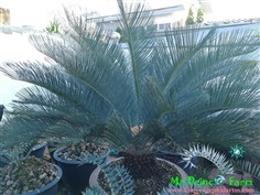 Cycas cairnsiana blue leaf (original) Electric blue