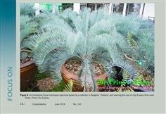 Cycas cairnsiana blue leaf (original) Electric blue