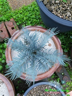 Cycas cairnsiana blue leaf (original) Electric blue