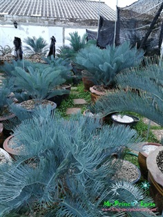 Cycas cairnsiana blue leaf (original) Electric blue