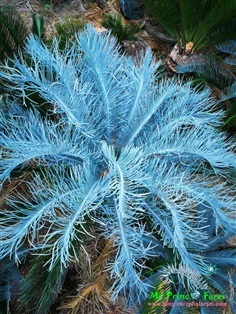 Cycas cairnsiana blue leaf (original) Electric blue
