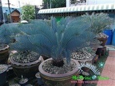 Cycas cairnsiana blue leaf (original) from australia